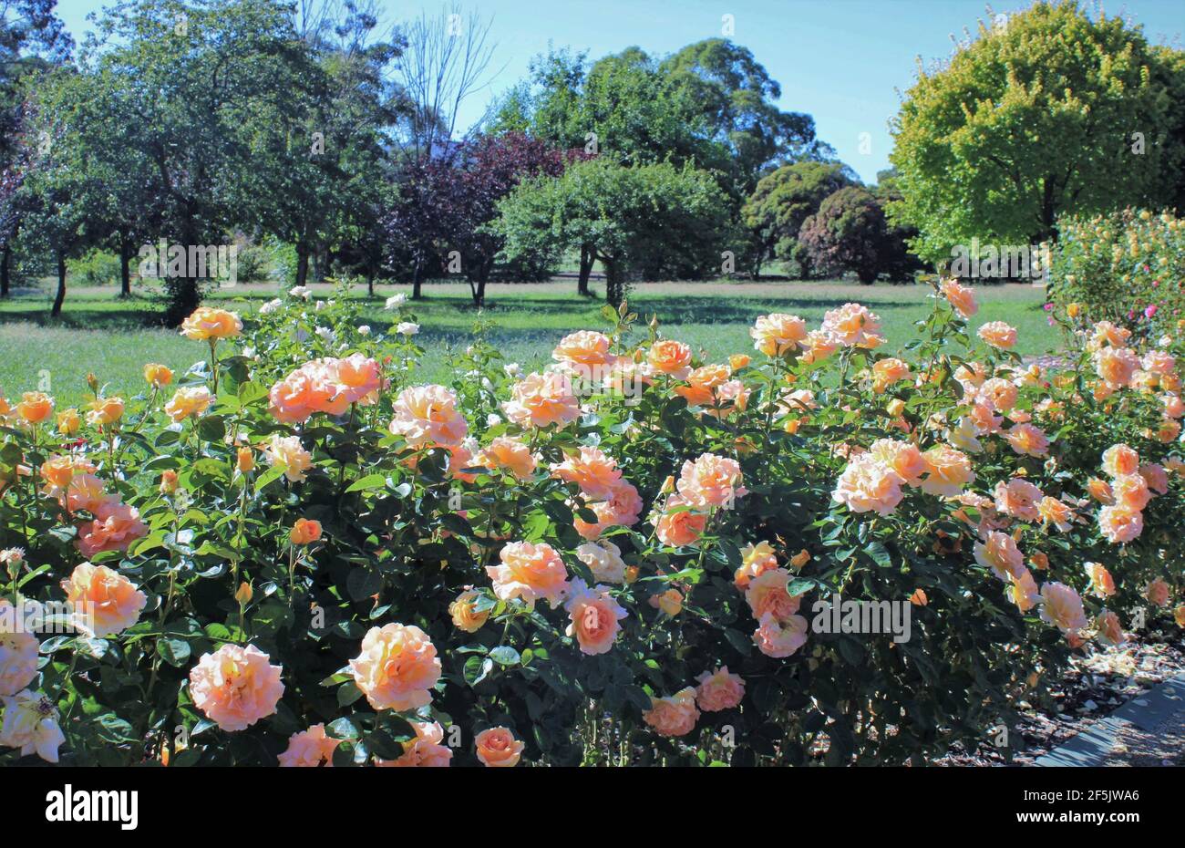 Homely Public Gardens in Australia, Ben Swanes Rose Walk, Victoria Park in Goulburn, New South Wales, Australia. Stock Photo