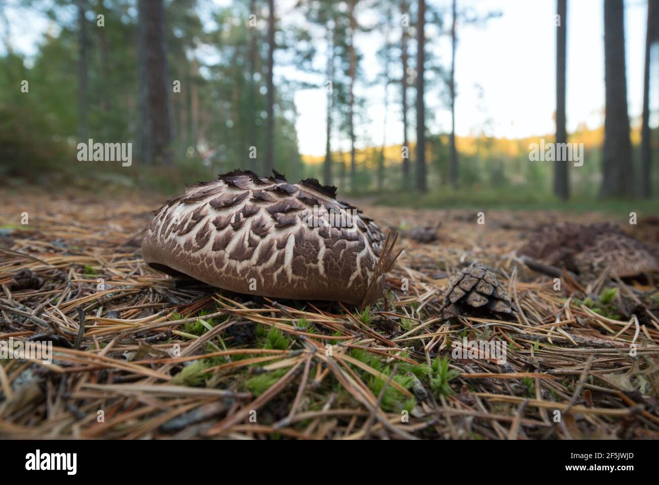 Scaly tooth fungus, Sarcodon squamosus growing in coniferous environmet Stock Photo
