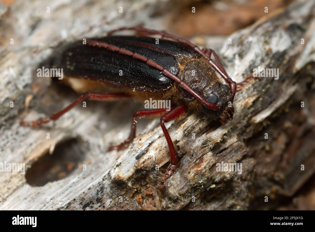 Newly hatched longhorn beetle Tragosoma depsarium on decaying pine wood Stock Photo