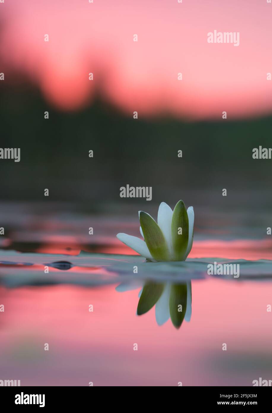 European white water lily, Nymphaea alba in sunset at a calm lake Stock Photo