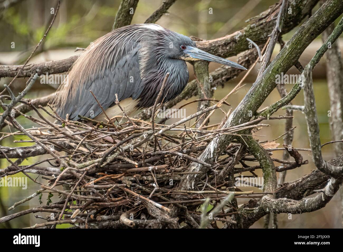 Tricolored heron at the St. Augustine Alligator Farm rookery where wild herons and roseate spoonbills come to breed because of safety from predators. Stock Photo