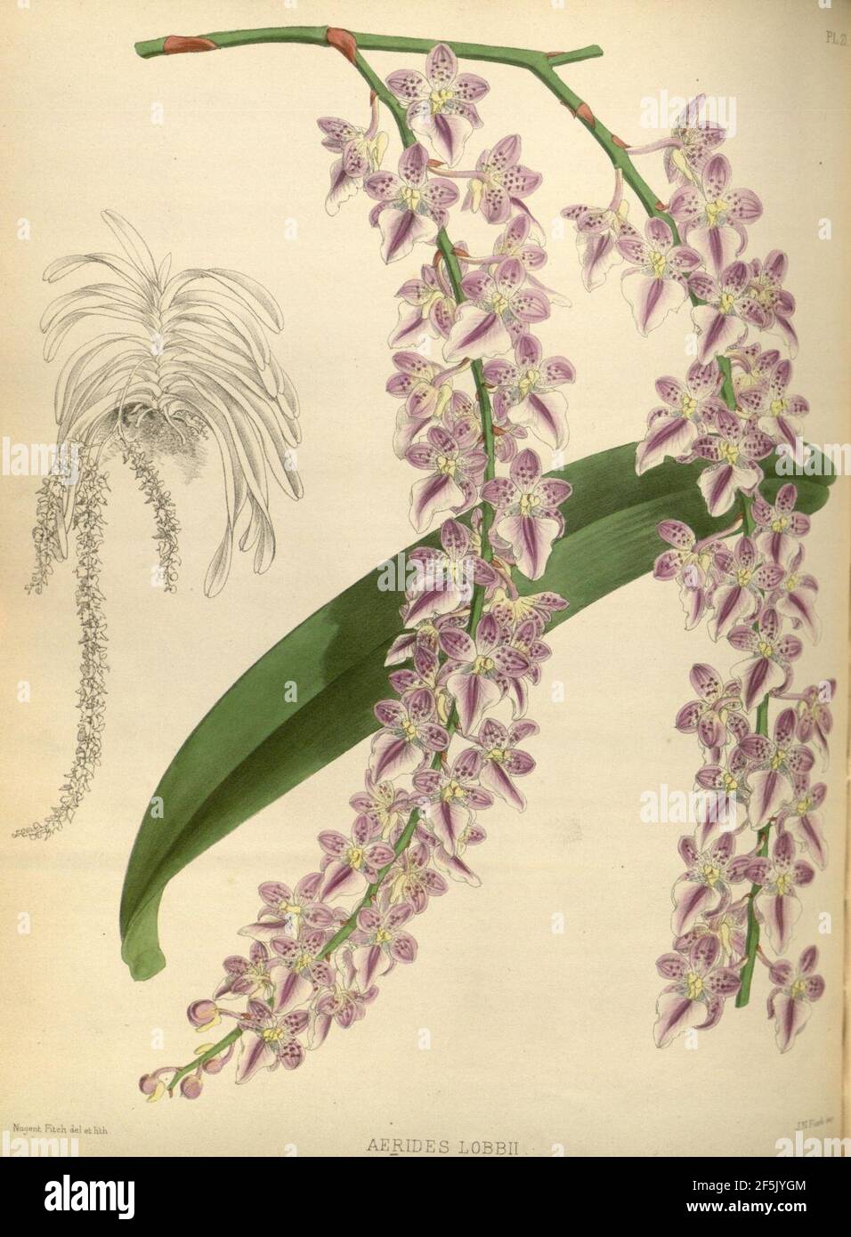 R. Warner & B.S. Williams - The Orchid Album - Volume 01 - Plate 021 ...