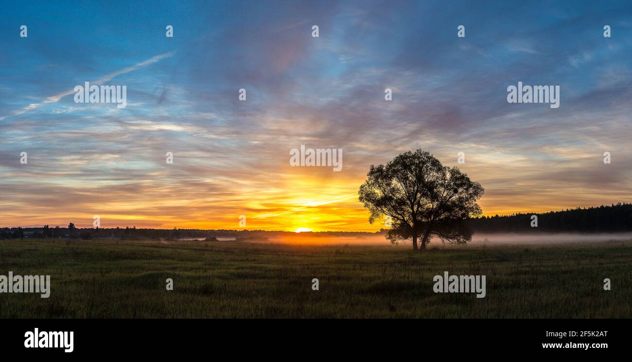 Beautiful sunrise over green field and single tree in a summer morning ...
