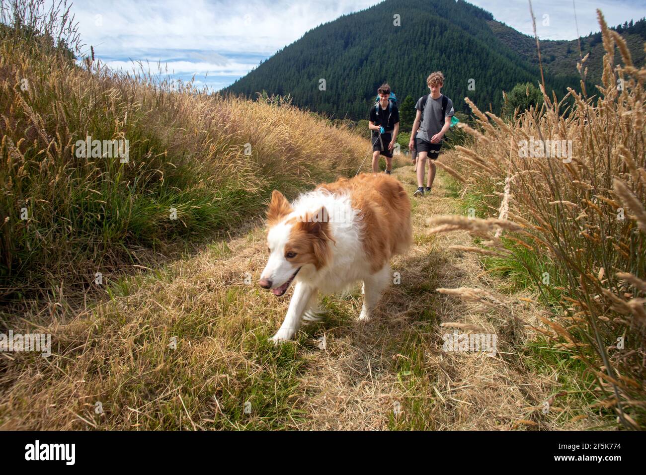 Nydia Track with a dog, Kaiuma Bay to Duncan Bay, Marlborough, New Zealand Stock Photo