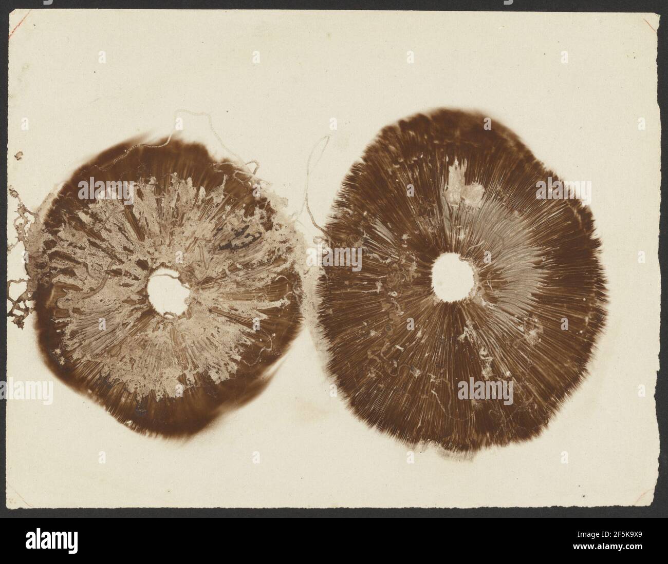 Imprints of mushrooms. Alphonse-Louis Poitevin (French, 1819 - 1882) Stock Photo