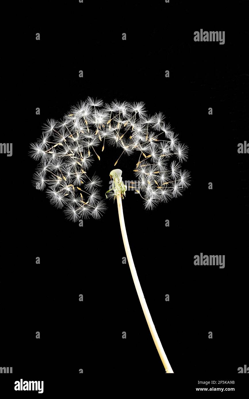 exploding dandelion head on black background Stock Photo - Alamy