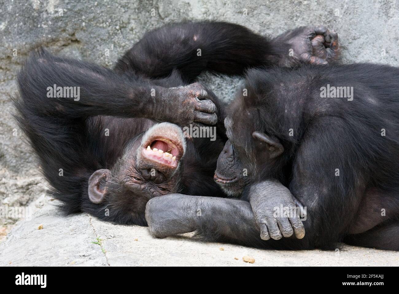 Two chimpanzees at a zoo Stock Photo