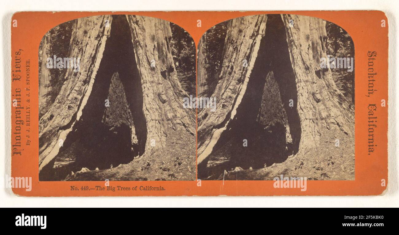 The Big Trees of California.. Reilly & Spooner Stock Photo Alamy