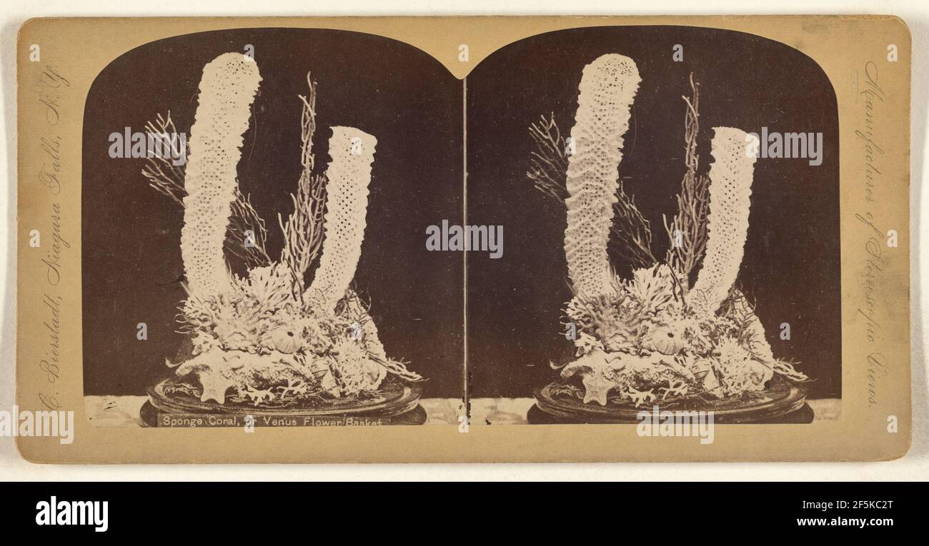 Sponge Coral, or Venus Flower Basket. Charles Bierstadt (American, born