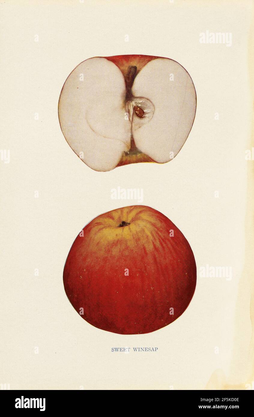 Sweet Winesap. Unknown maker, American Stock Photo Alamy