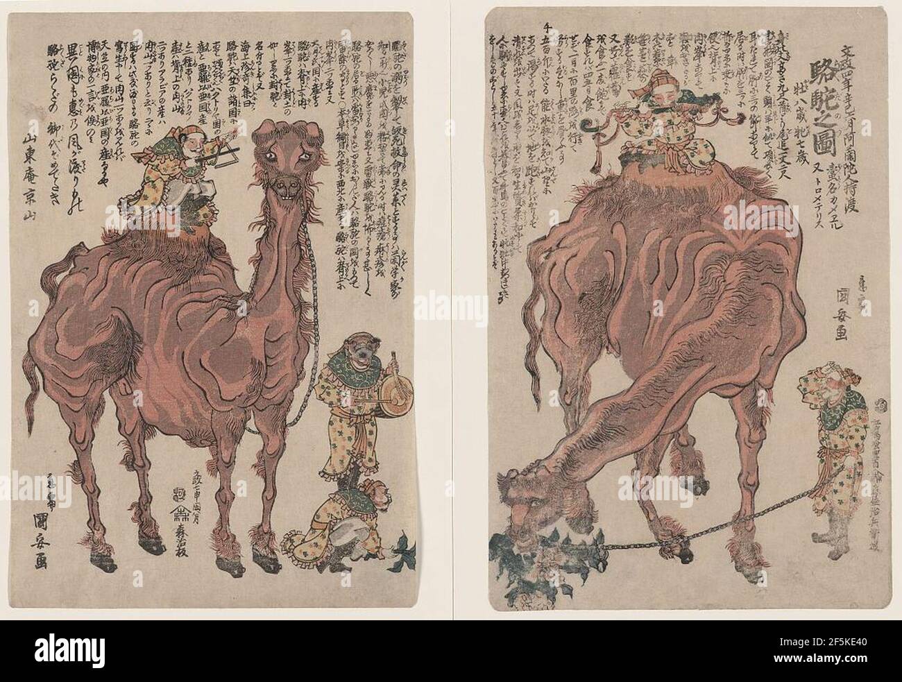 Rakuda hi-res stock photography and images - Alamy