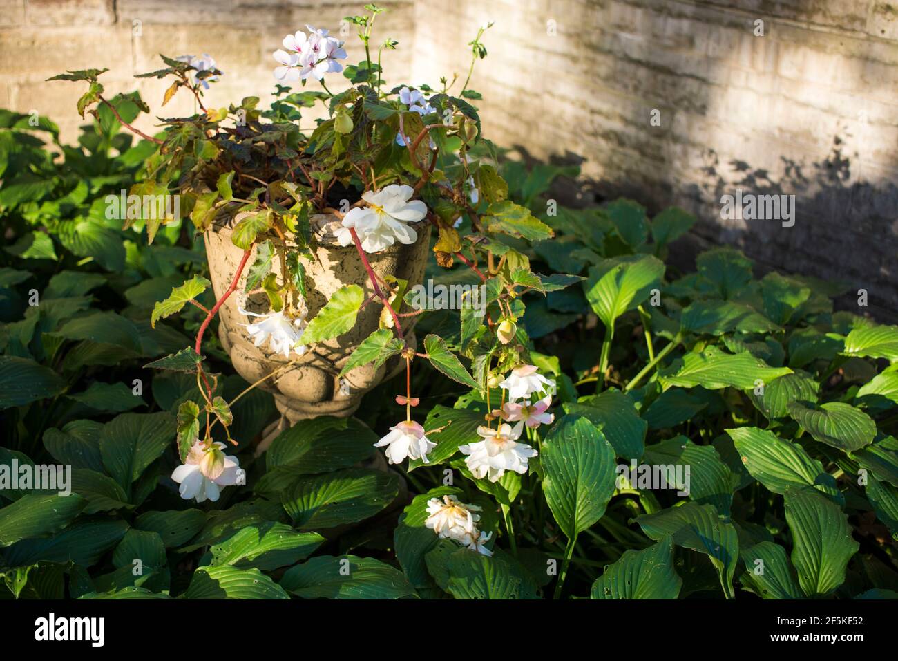 white colored double flowered Begonia at full bloom in an urban garden Stock Photo