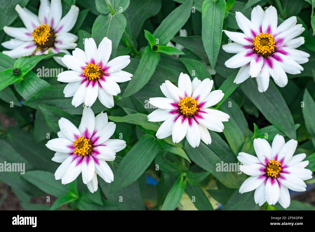 White flowers with a violet center osteospermum or dimorphoteka in a flower bed, among lush greenery. Garden flowers known as African daisies. Stock Photo