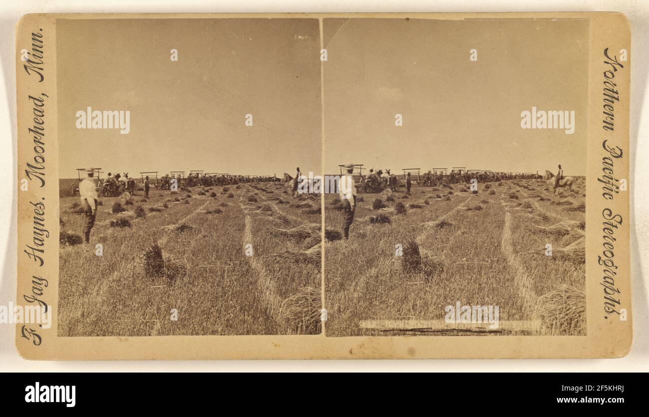 Harvesting Dalrymple Farm.. Frank Jay Haynes (American, 1853 1921