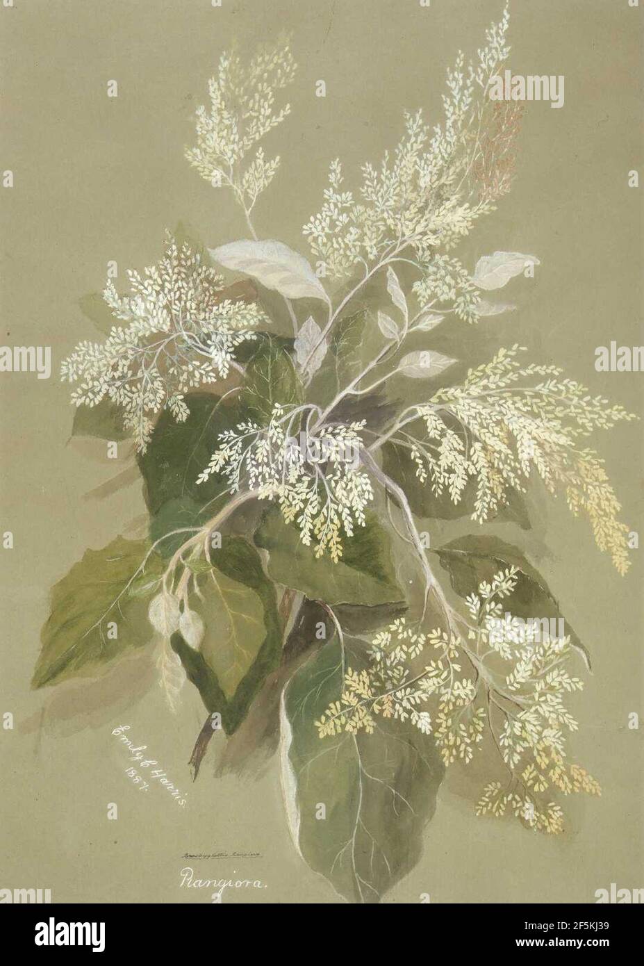Rangiora. Brachyglottis rangiora. 1887. by Emily Cumming Harris Stock ...