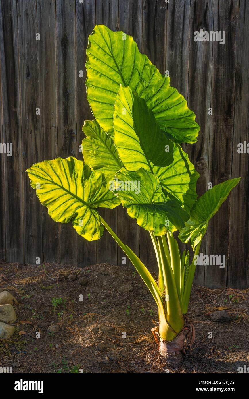 California elephant ear plant hires stock photography and images Alamy