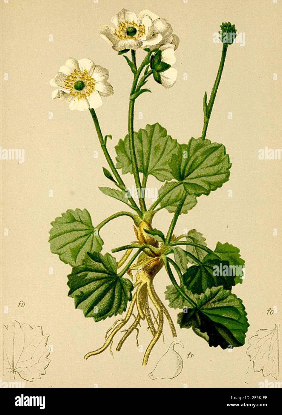 Ranunculus crenatus Atlas Alpenflora. Stock Photo