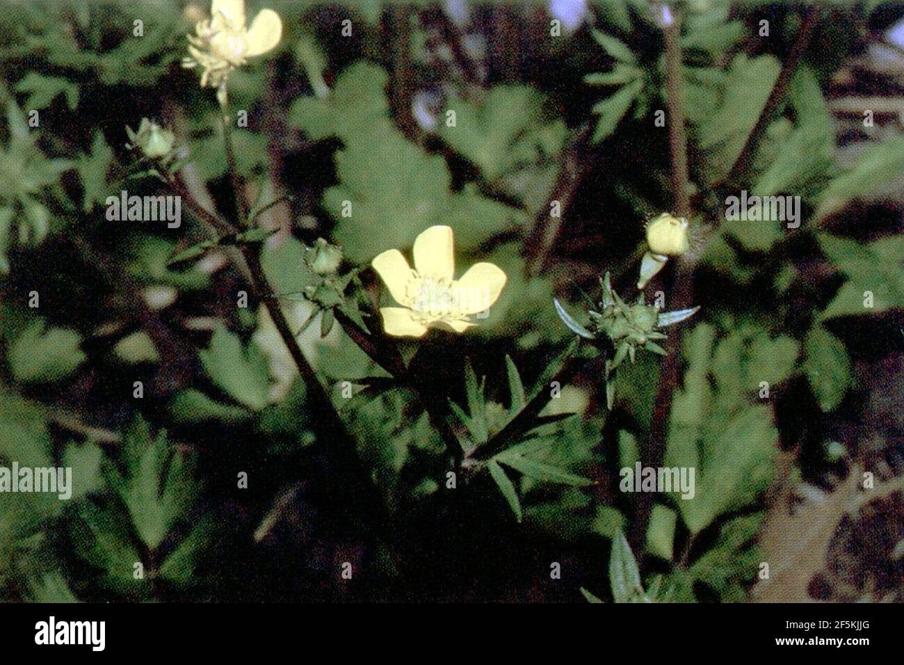 Ranunculus repens NRCS-1. Stock Photo