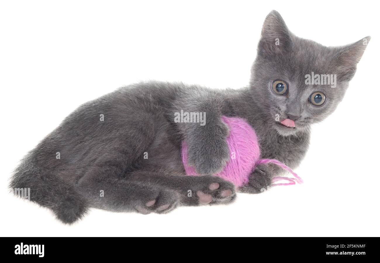 kitten diapers petco