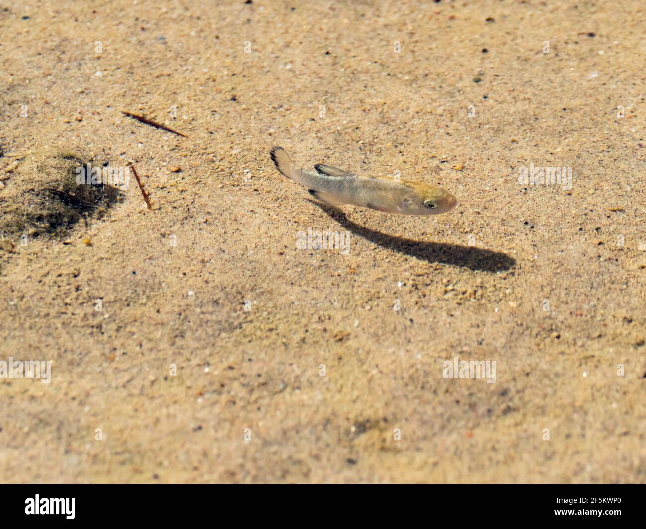 The salt springs pupfish, Cyprinodon salinus, endemic in Death Valley ...