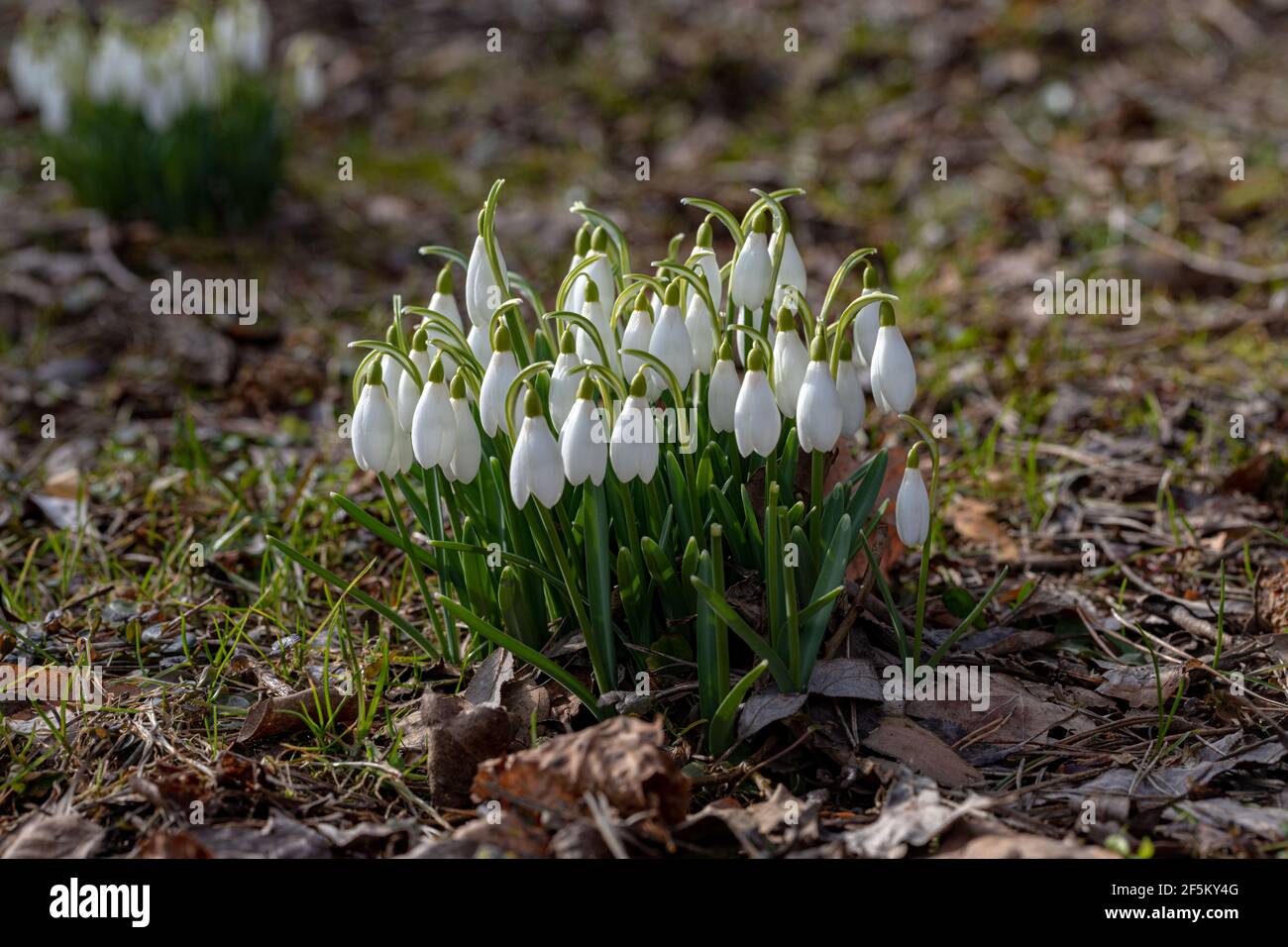 Close up of a snowdrops in a sunny day. Stock Photo