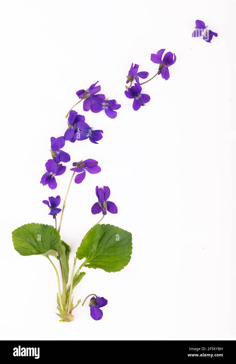 Green leaf and flowers of Wood violet Viola odorata isolated on white background. Medicinal and garden plant Stock Photo