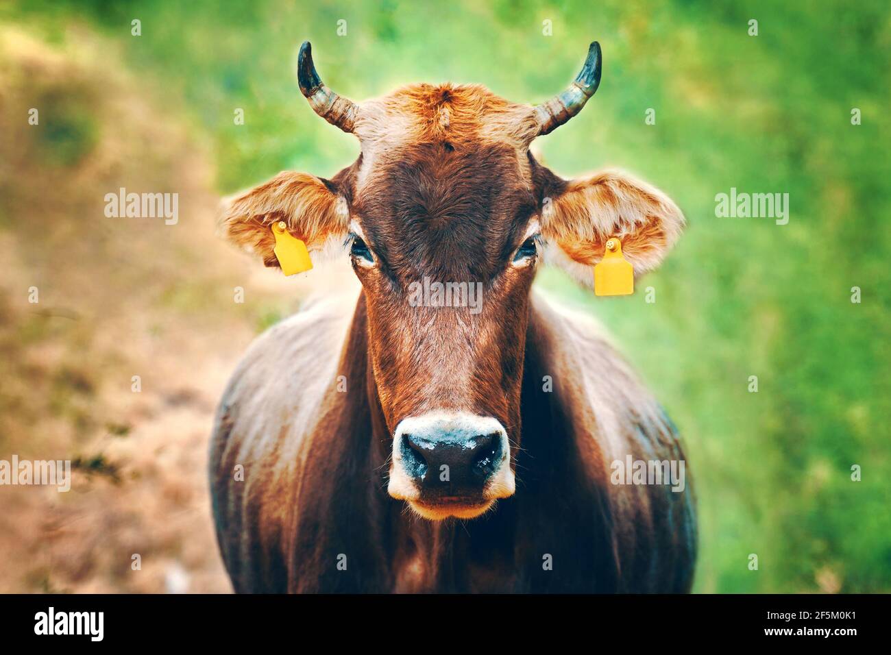 Cow with ear tags. Portrait of a bull looking right at you. Domestic farm animals. Brown cow with horns. Stock Photo