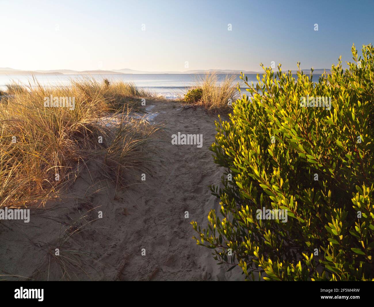 Marram grass (Ammophila arenaria) and Acacia longifolia sophorae on dunes under revegetation at Seven Mile Beach near Hobart, Tasmania, Australia Stock Photo