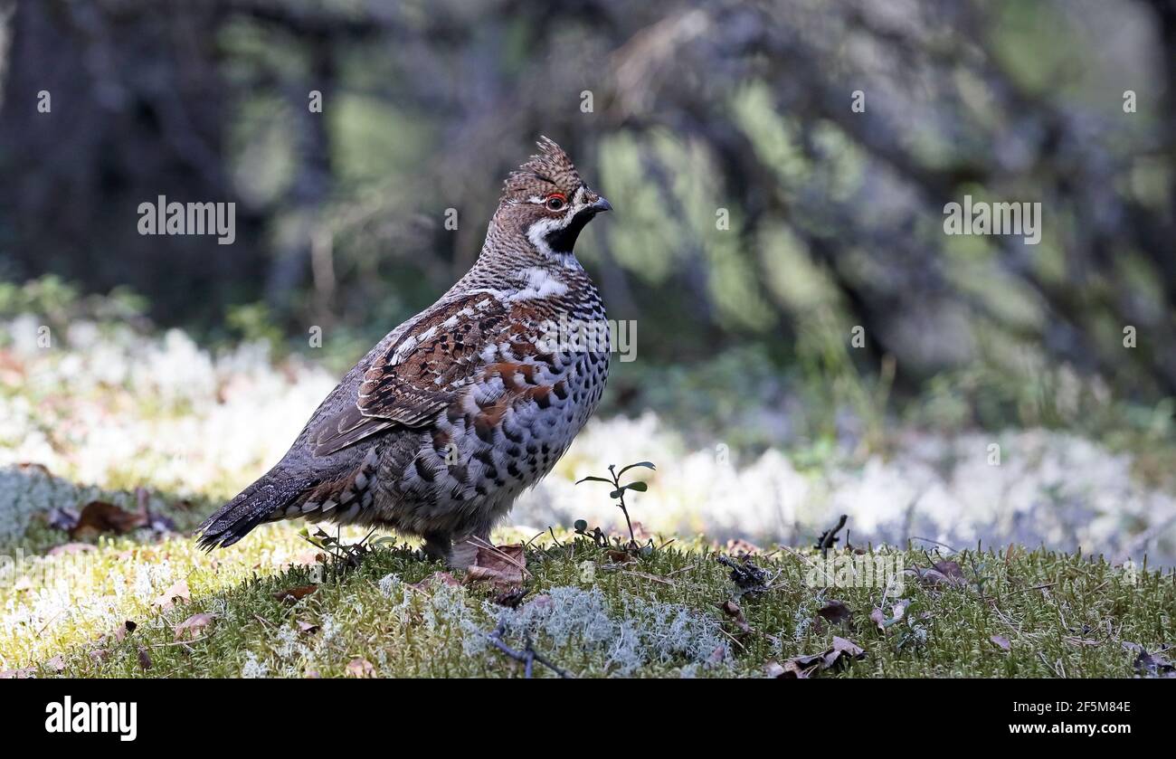 Male Hazel grouse, standing on moss Stock Photo