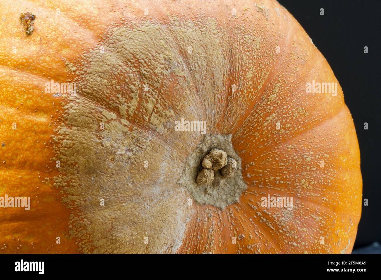 A close up photo of a bright orange pumpkin with early stages of fungal damage (grey mold). Stock Photo