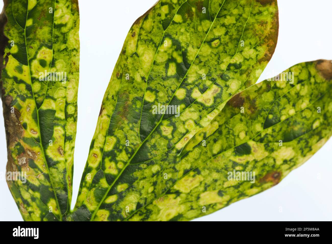 Close up of a leaf affected by peony tobacco rattle virus or ringspots (Tobravirus TRV). The yellow mottling varies in severity from year to year. Stock Photo