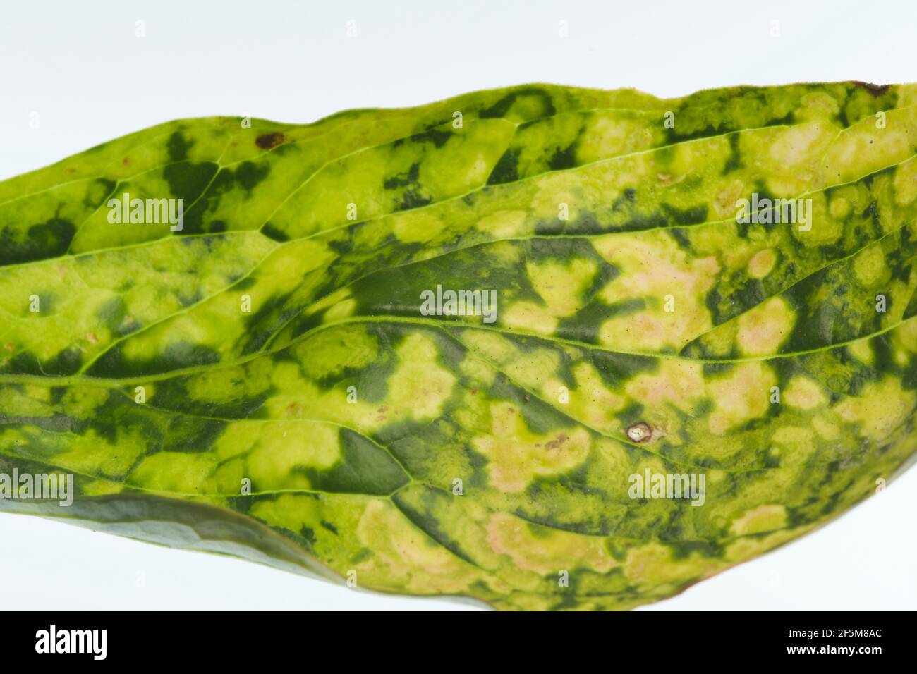 Tobacco mosaic virus hires stock photography and images Alamy