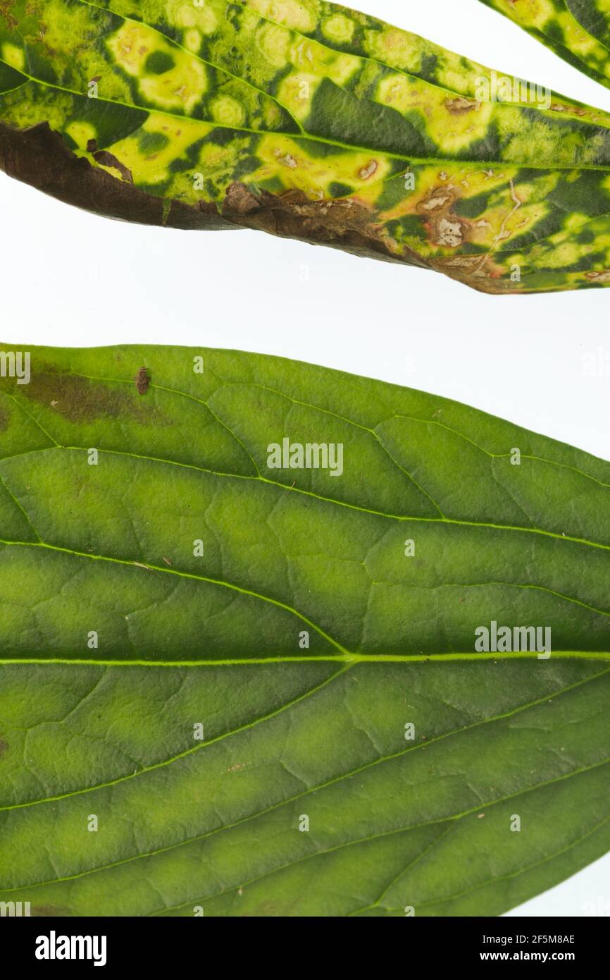 Close up of a leaf affected by peony tobacco rattle virus or ringspots (Tobravirus TRV). The yellow mottling varies in severity from year to year. Stock Photo