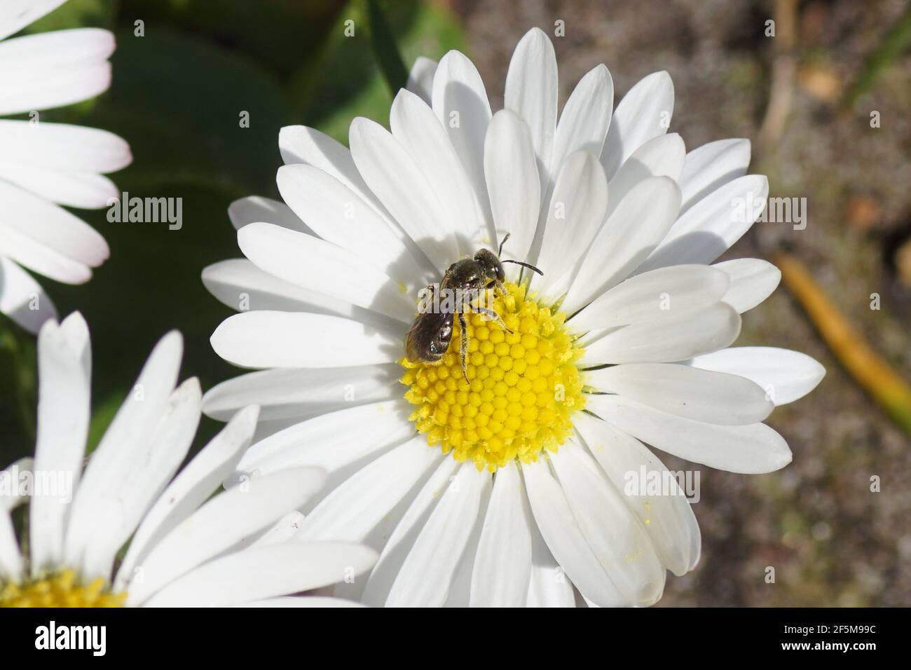 Small bee of the genus Lasioglossum, subgenus Dialictus, family Halictidae on a flower of common daisy Bellis perennis, family Asteraceae. Spring, Stock Photo