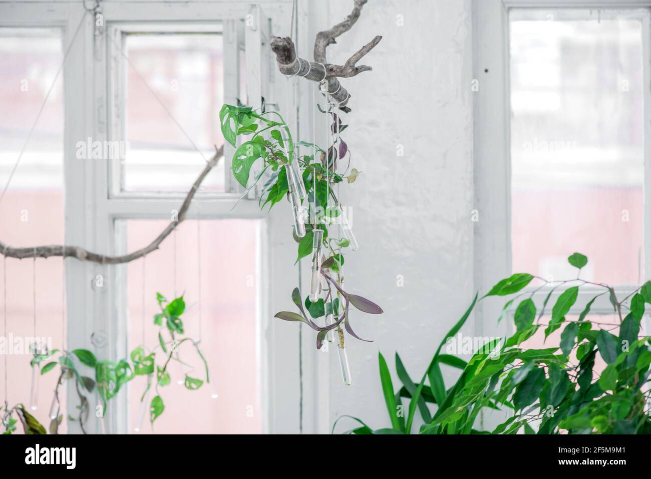Mini-florarium with green plants hanging on a wire in a bright interior against the background of a house window. A living garden. Phytodesign Stock Photo