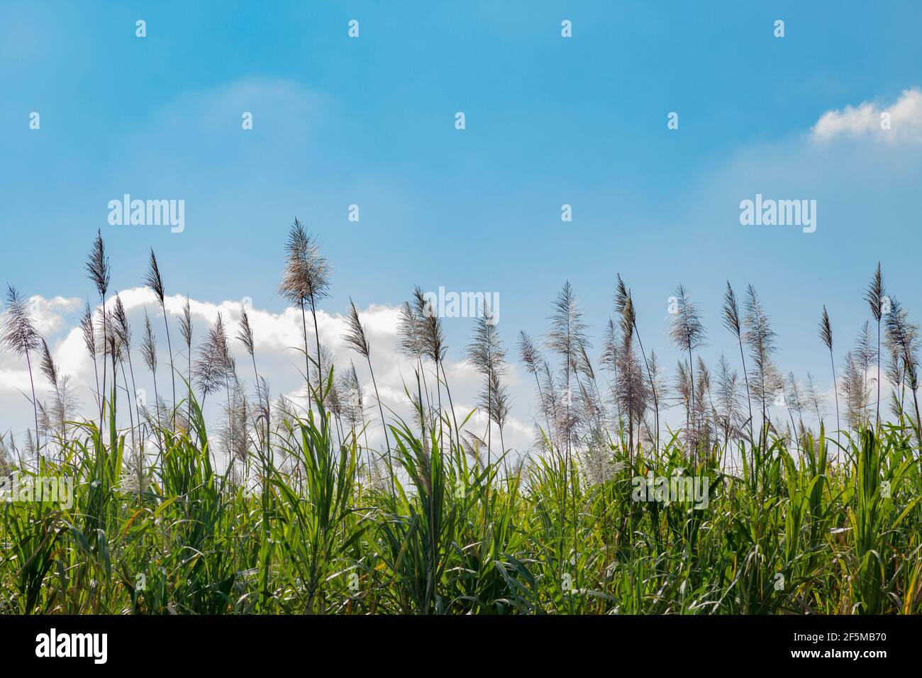 Flowering sugarcan plants hires stock photography and images Alamy