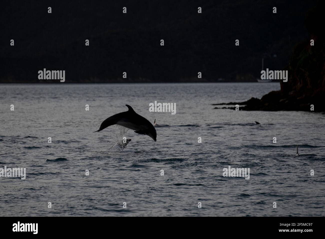 South pacific ocean animals hi-res stock photography and images - Alamy South pacific ocean animals hi-res stock photography and images - Alamy