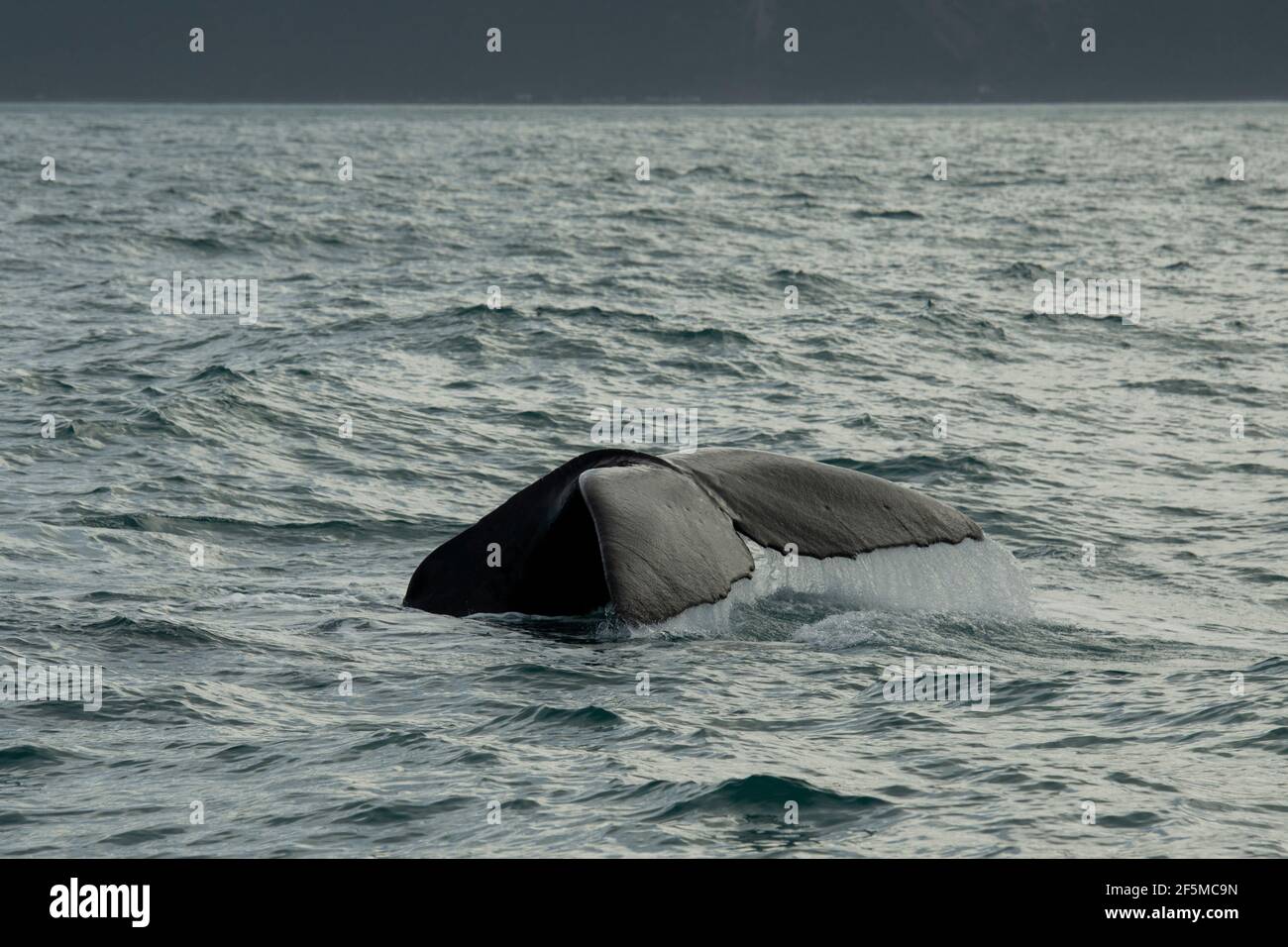 Sperm Whale, Physeter macrocephalus, fluke, vulnerable species, Kaikoura, Canterbury, South Island, New Zealand, Pacific Ocean Stock Photo