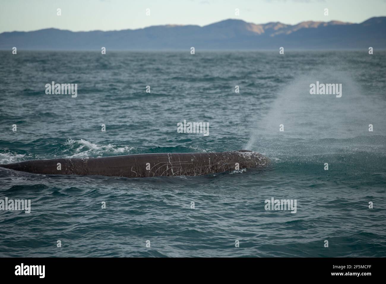Sperm Whale, Physeter macrocephalus, blowing spray, vulnerable species, Kaikoura, Canterbury, South Island, New Zealand, Pacific Ocean Stock Photo