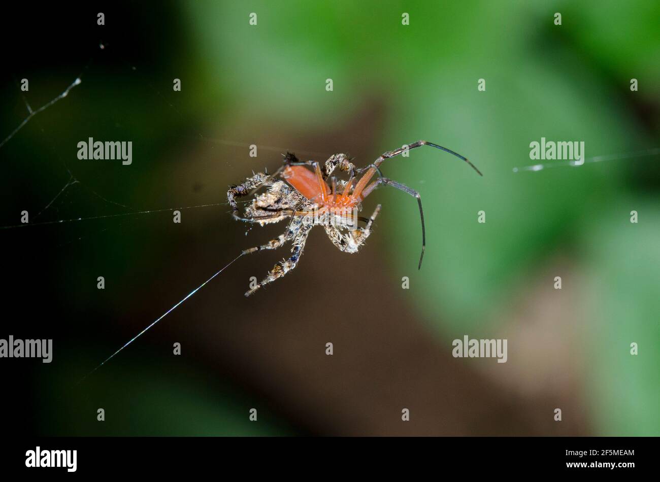 White Moustached Portia Spider, Portia labiata, with male Golden Weaver