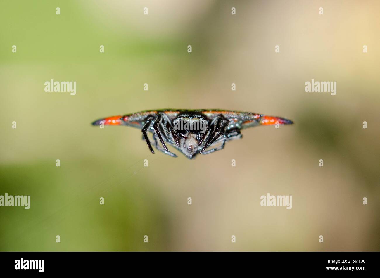 Crablike Spiny Orbweaver Spider, Gasteracantha cancriformis, on web, Klungkung, Bali, Indonesia Stock Photo