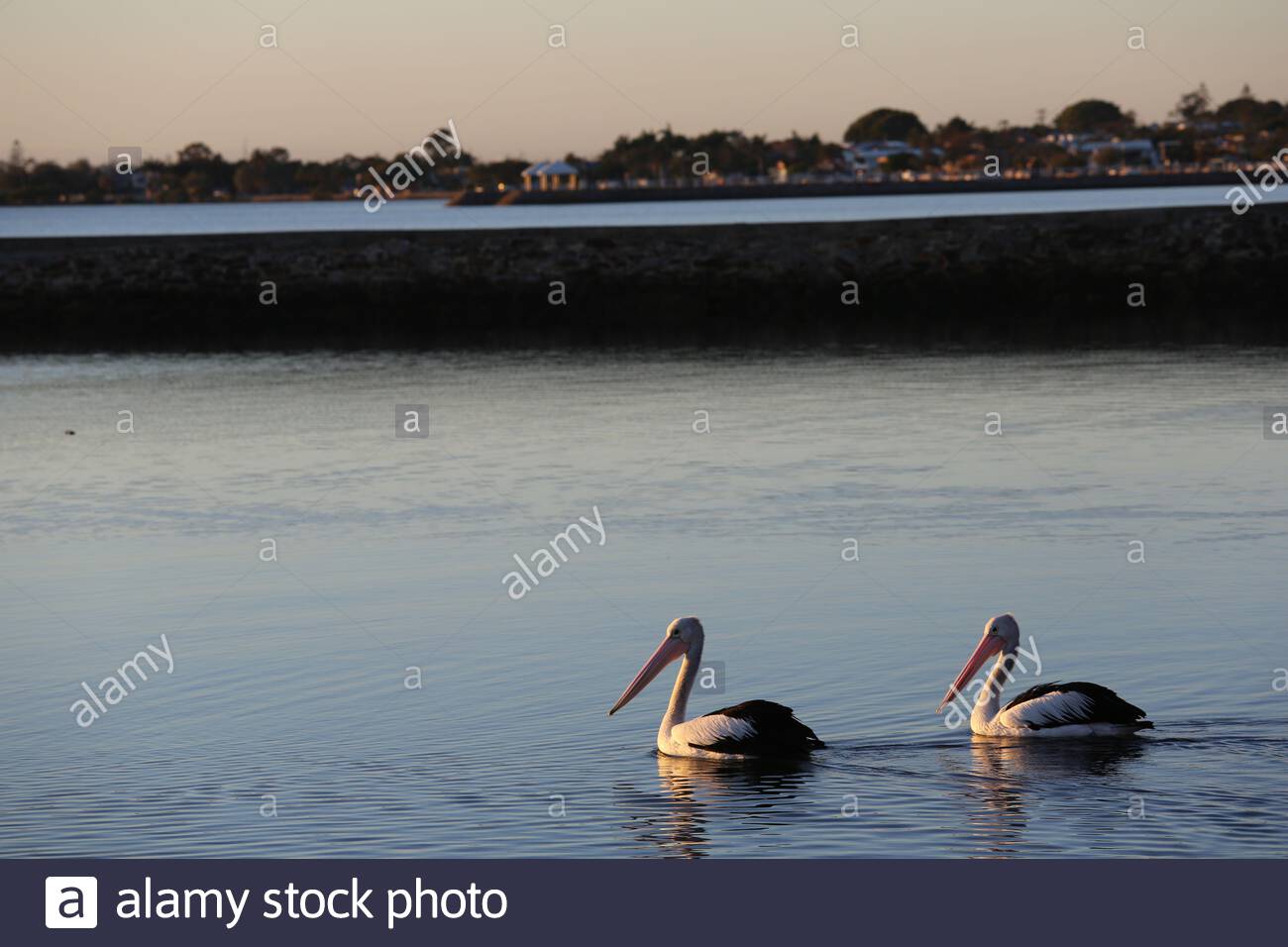 A pelican family go for a morning swim on calm water in Wynham, Brisbane, Australia Stock Photo