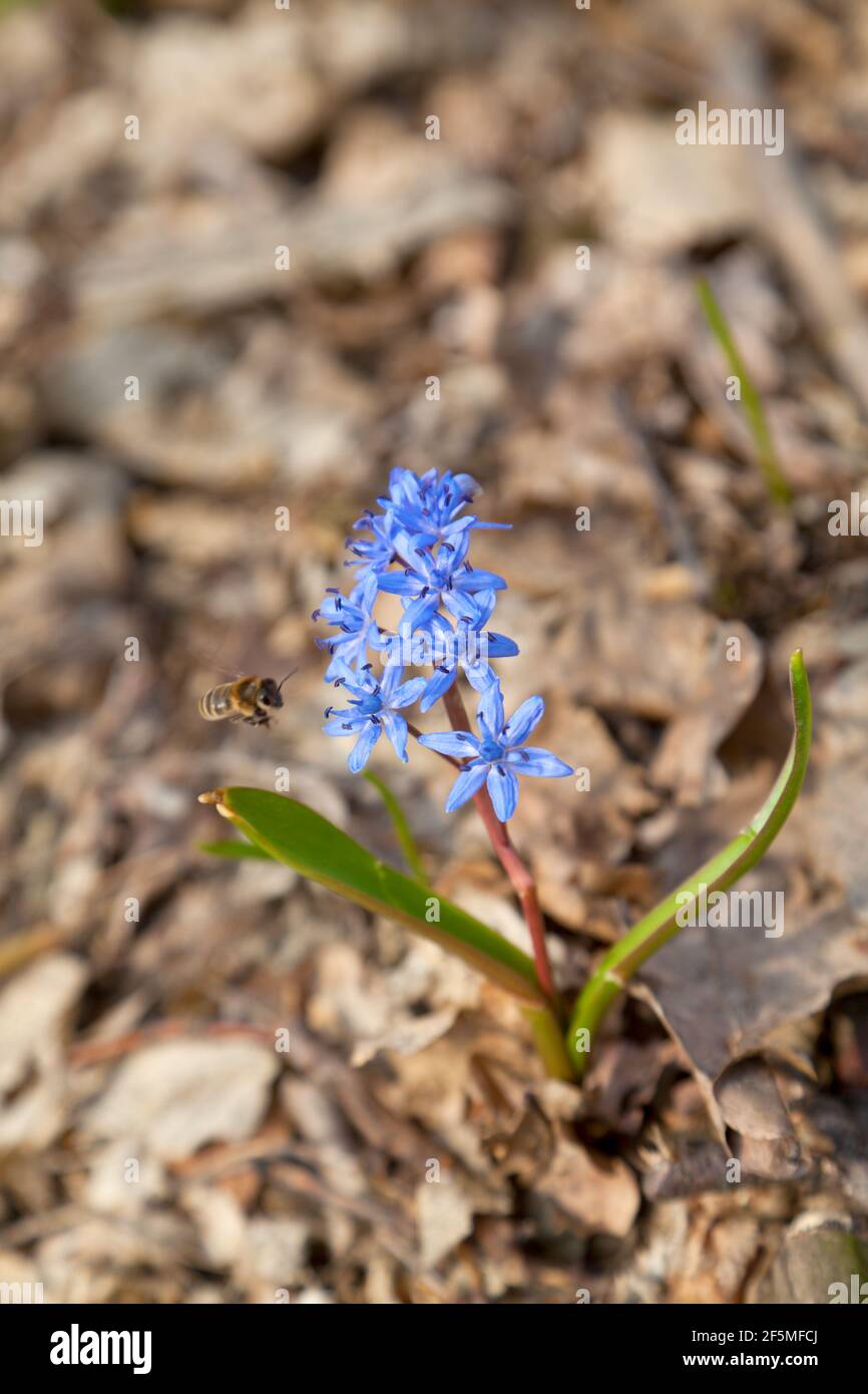 Blue lili hi-res stock photography and images - Alamy