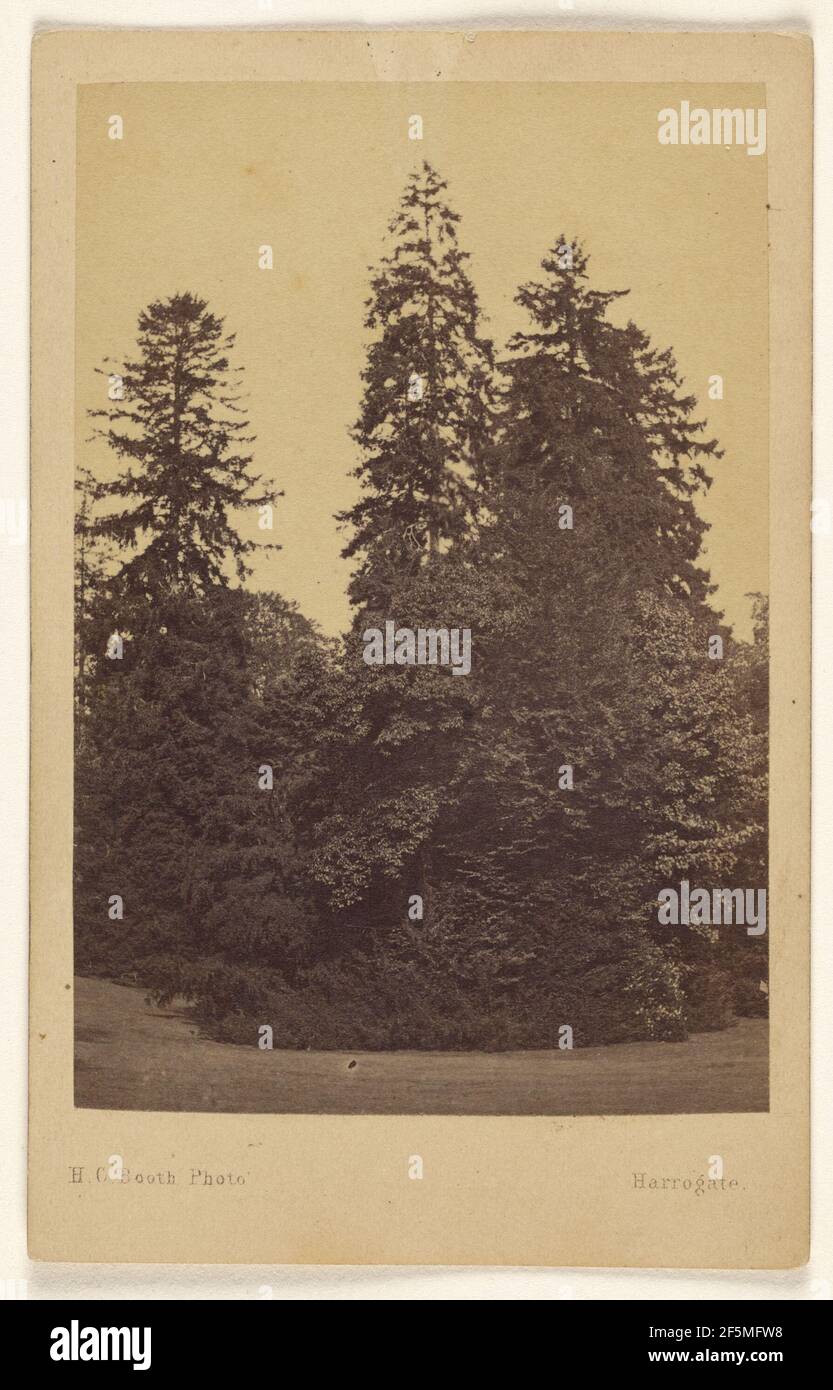 The 3 Norway Spruces 100 to 132 feet high Hadley Park.. H.C. Booth (British, active 1860s) Stock Photo