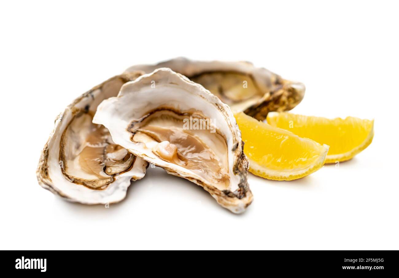 Oysters isolated on white background Stock Photo