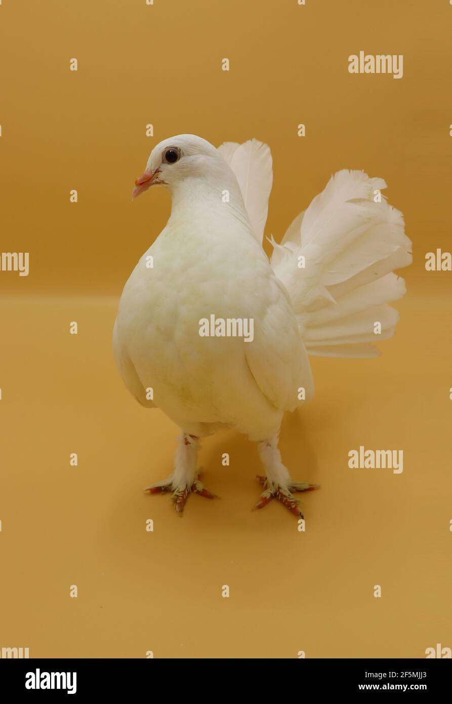 English Fantail pigeon, beautiful white pigeon isolated on orange