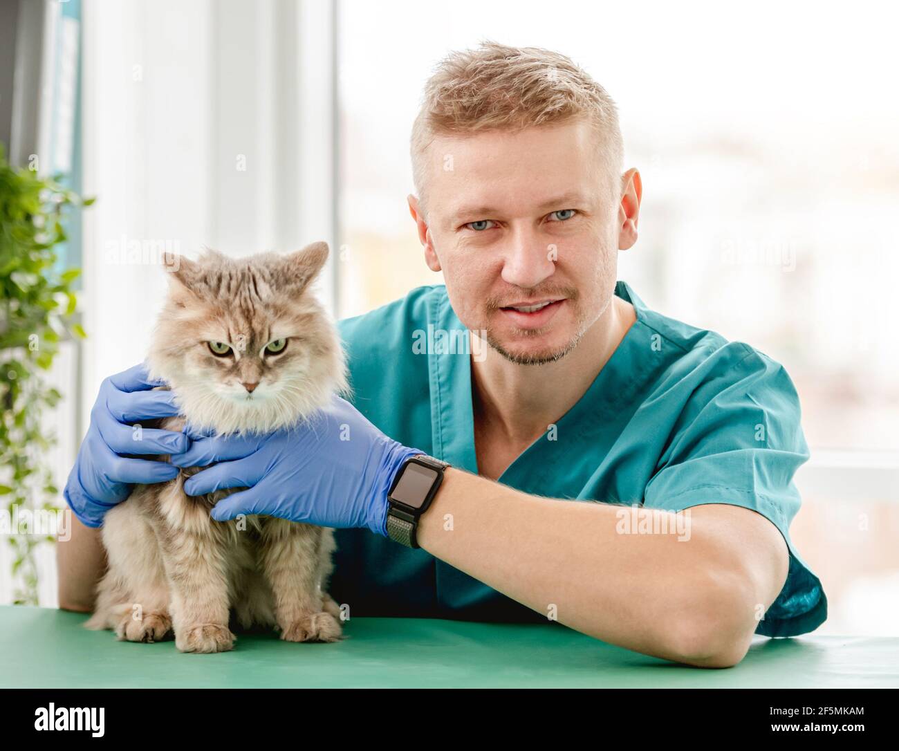 Cat During Appointment In Veterinary Clinic Stock Photo Alamy