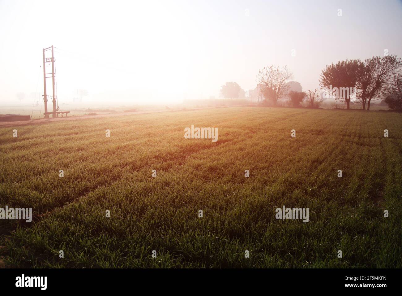 Agricultural field during sunrise time Stock Photo
