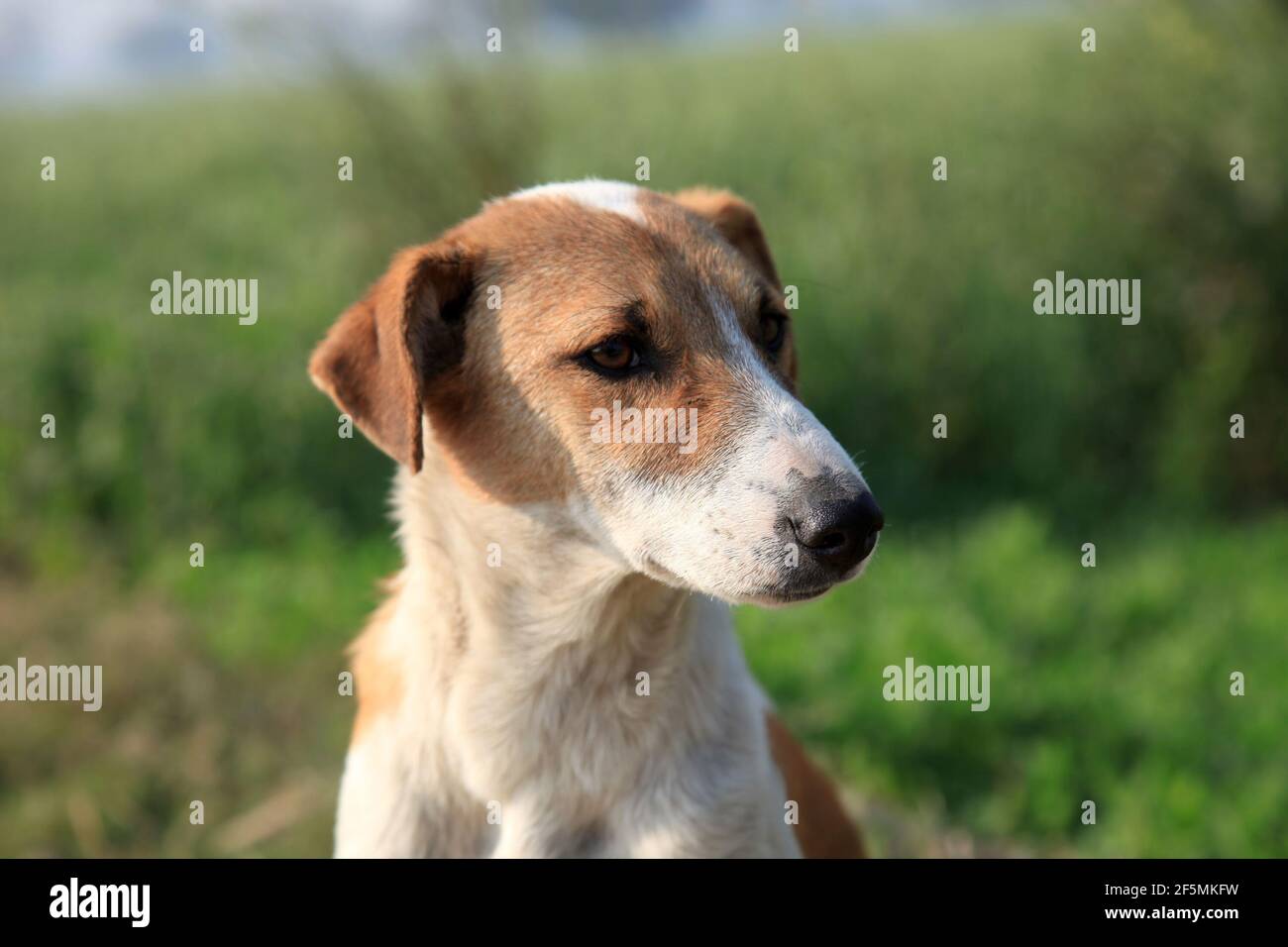 Pet dog looking away outdoors Stock Photo