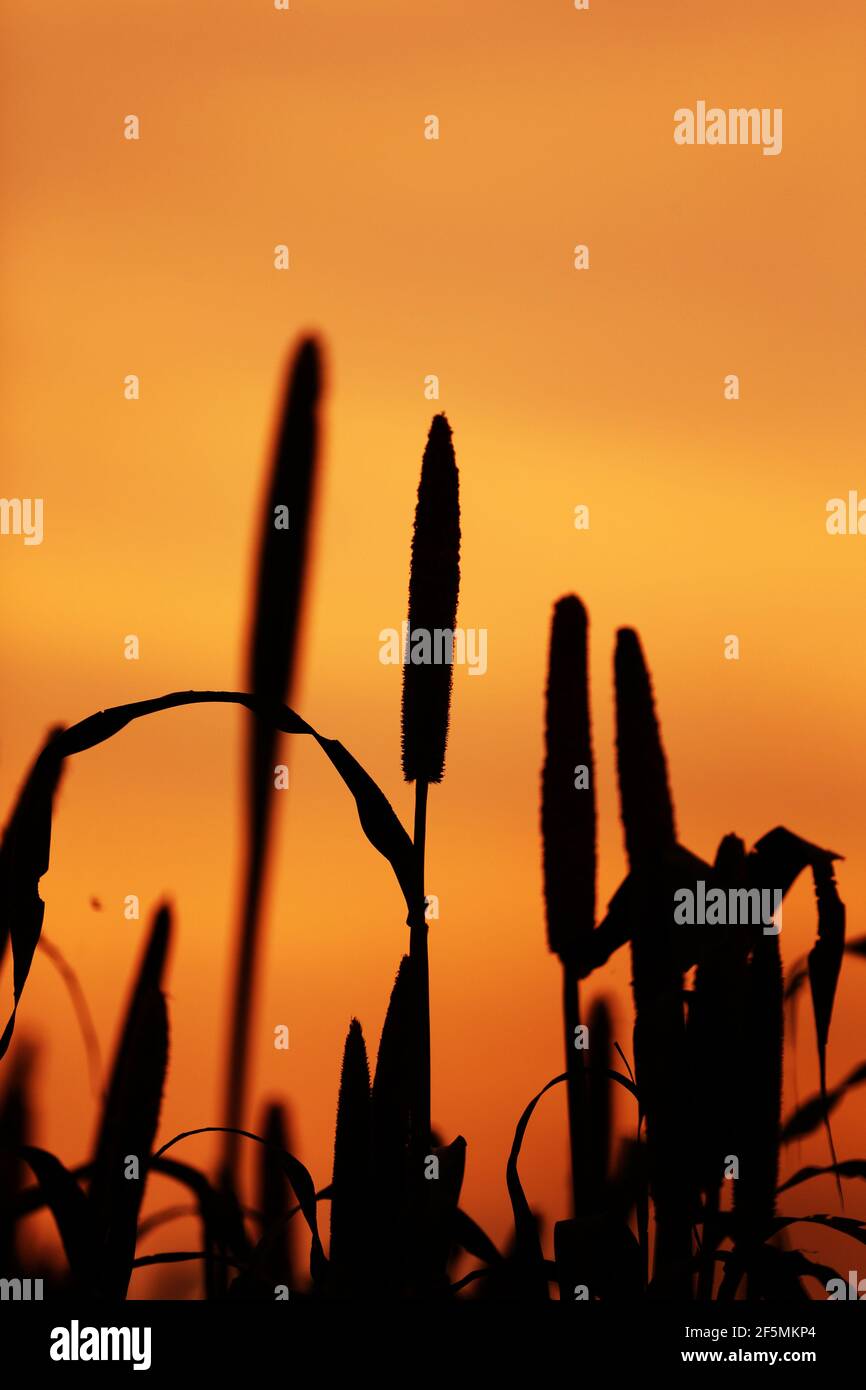 Millet Crop agricultural field outdoors. Stock Photo